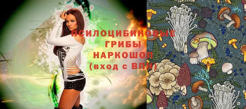 купить  цена  Ардатов  Галлюциногенные грибы Psilocybe 